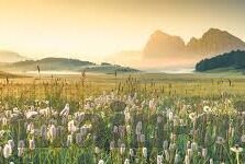 足球比分冷门-揭秘足球比分冷门，那些颠覆认知的绿茵奇迹
